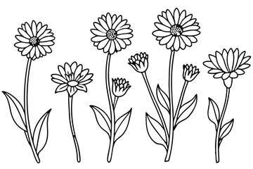 Calendula flower line art illustration