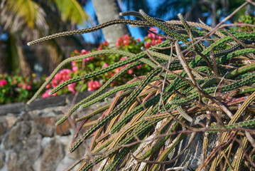 Cactus plant on Mauritius island, Africa