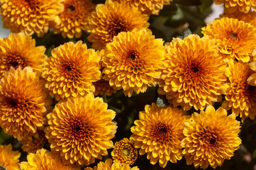 bright orange chrysanthemums blooming on a sunny day