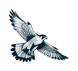 peregrine falcon hand drawn vector illustration graphic