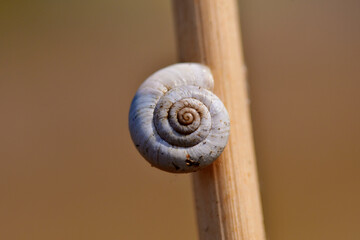 snail on wood © Robert