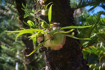 Staghorn fern grows on pine tree in the forest. Platycerium bifurcatum. © Alex Pelikh