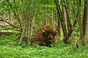 Żubry z Puszczy Białowieskiej dzikie piękne potężne zwierzęta © KoLesfot