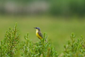 Pliszka żółta mały kolorowy ptak na rozmytym tle