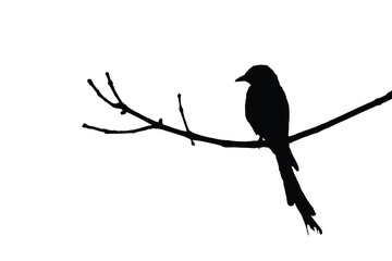 Bird on a branch vector. Black drongo silhouette on a branch.