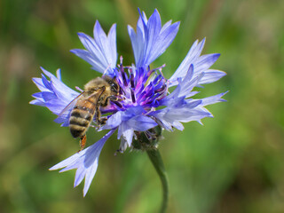bee on a flower