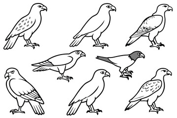 Fototapeta premium Buzzard bird line art illustration