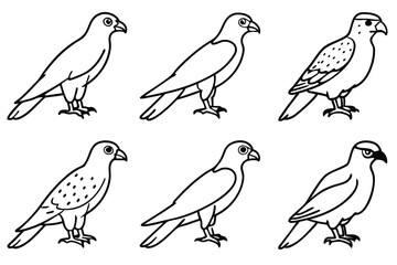 Buzzard bird line art illustration