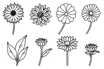 Calendula flower line art illustration
