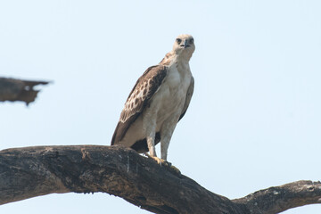 Brown fish eagle perched on a branch looking to  hunt