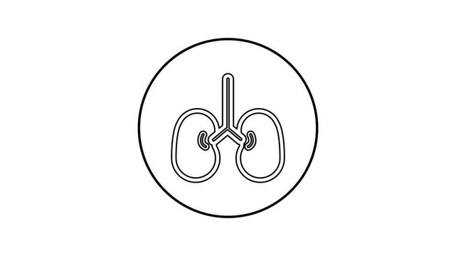  Respiratory system line animation. Human anatomy. Pulmonary system healthcare. Animated of line liver icon .