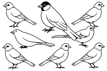 Canary bird line art illustration