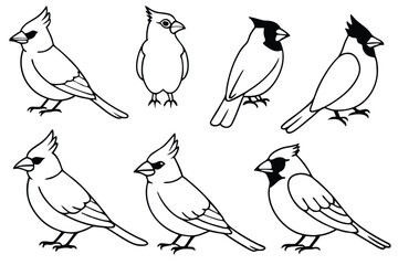 Cardinal bird line art illustration