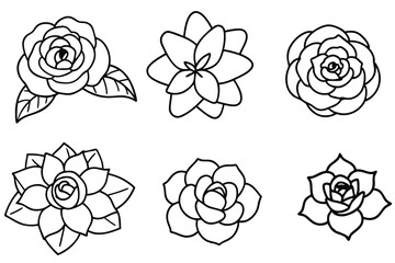 Camellia flower line art illustration