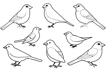 Canary bird line art illustration