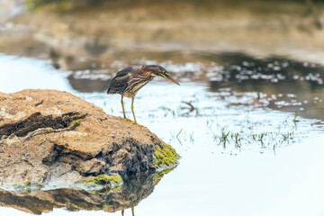 Green Heron sitting on a rock on the Potomac River