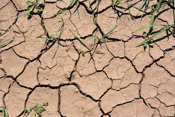 clay surface with cracks and some green plants top view
