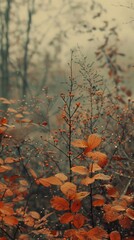 Soft colors blend as autumn foliage glistens in early morning mist