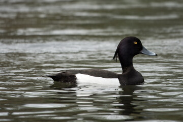 male  tufted duck a medium sized diving duck swimming in the river