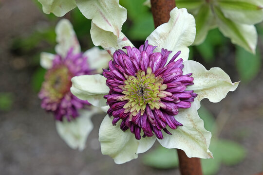White and purple double Clematis Viennetta in flower.