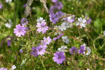 Obraz premium Purple and white Geranium pyrenaicum, hedgerow cranesbill, in flower.