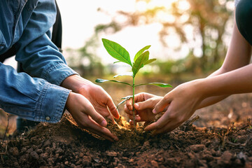 Two people are planting a tree together
