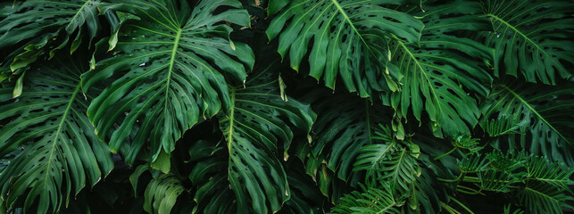 lush green plant with leaves that are pointed and have a lot of spots