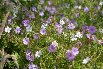 Obraz premium Purple and white Geranium pyrenaicum, hedgerow cranesbill, in flower.