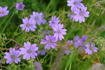Fototapeta premium Purple Geranium pyrenaicum, hedgerow cranesbill, in flower.