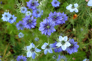 Blue Nigella damascena, love in a mist, in flower.