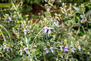 forget me not flowers in the nature