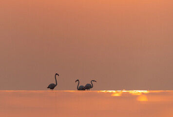 Silhouette of Greater Flamingos in the morning hours with dramatic bokeh of light on water, Asker coast, Bahrain