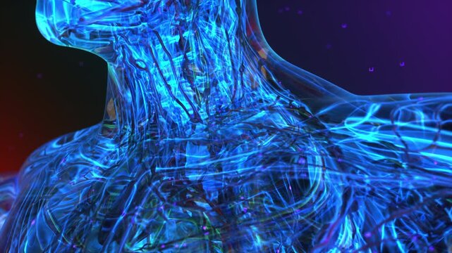 The lymphatic system illustration