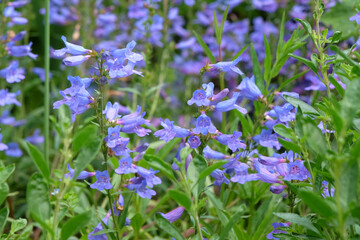 Penstemon ‘Heavenly Blue’ in flower.