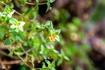 selective view of flower and green leaves in the nature