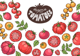 Tomatoes frame. Hand drawn illustration. Tomato vegetable. Organic tomato design template. Vector illustration. Package design elements.