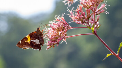 butterfly on flower