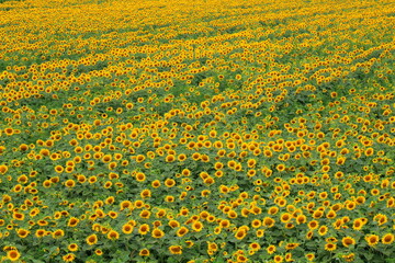 A field of sunflowers blooms on summer. Beautiful sunflower background, agricultural industry, oil...