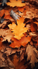 Autumn wallpaper weather background.