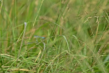 Tandem der Gemeinen Becherjungfer (Enallagma cyathigerum)
