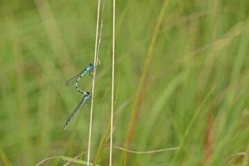 Tandem der Gemeinen Becherjungfer (Enallagma cyathigerum) © Schmutzler-Schaub