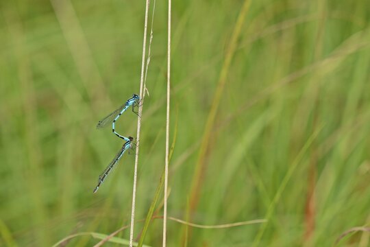 Tandem der Gemeinen Becherjungfer (Enallagma cyathigerum)
