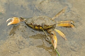 Drohende Gemeine Strandkrabbe (Carcinus maenas)