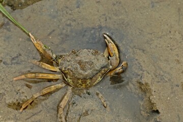 Drohende Gemeine Strandkrabbe (Carcinus maenas)