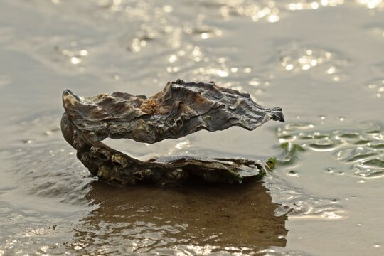 Leere Schale der Pazifischen Auster (Magallana gigas) im Nationalpark Wattenmeer