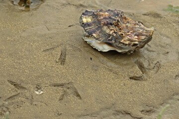 Leere Schale der Pazifischen Auster (Magallana gigas) im Nationalpark Wattenmeer