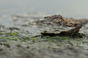 Leere Schale der Pazifischen Auster (Magallana gigas) im Nationalpark Wattenmeer