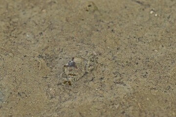 Junge Gemeine Strandkrabbe (Carcinus maenas)