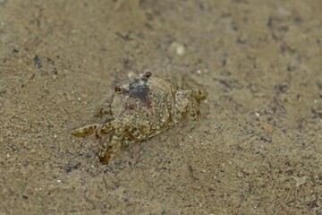 Junge Gemeine Strandkrabbe (Carcinus maenas)