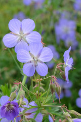 Blue hardy Geranium pratense, meadow cranesbill, in flower.